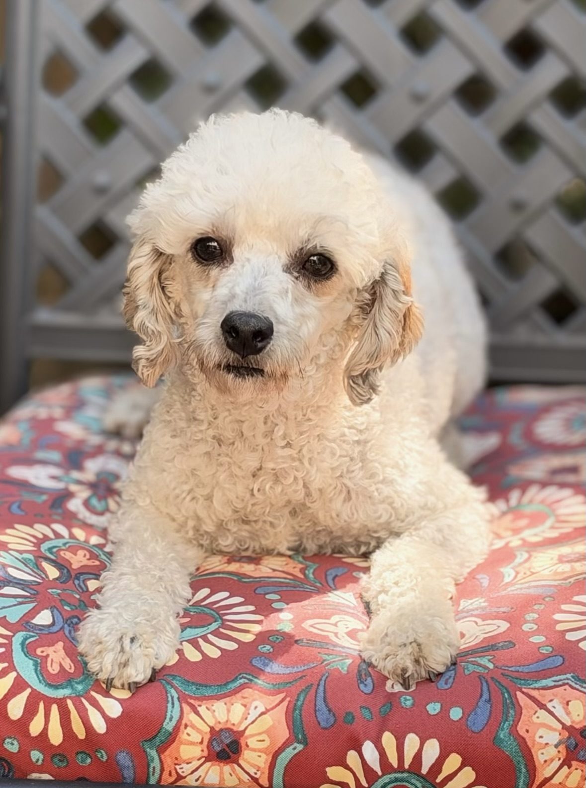 Featured Rescue