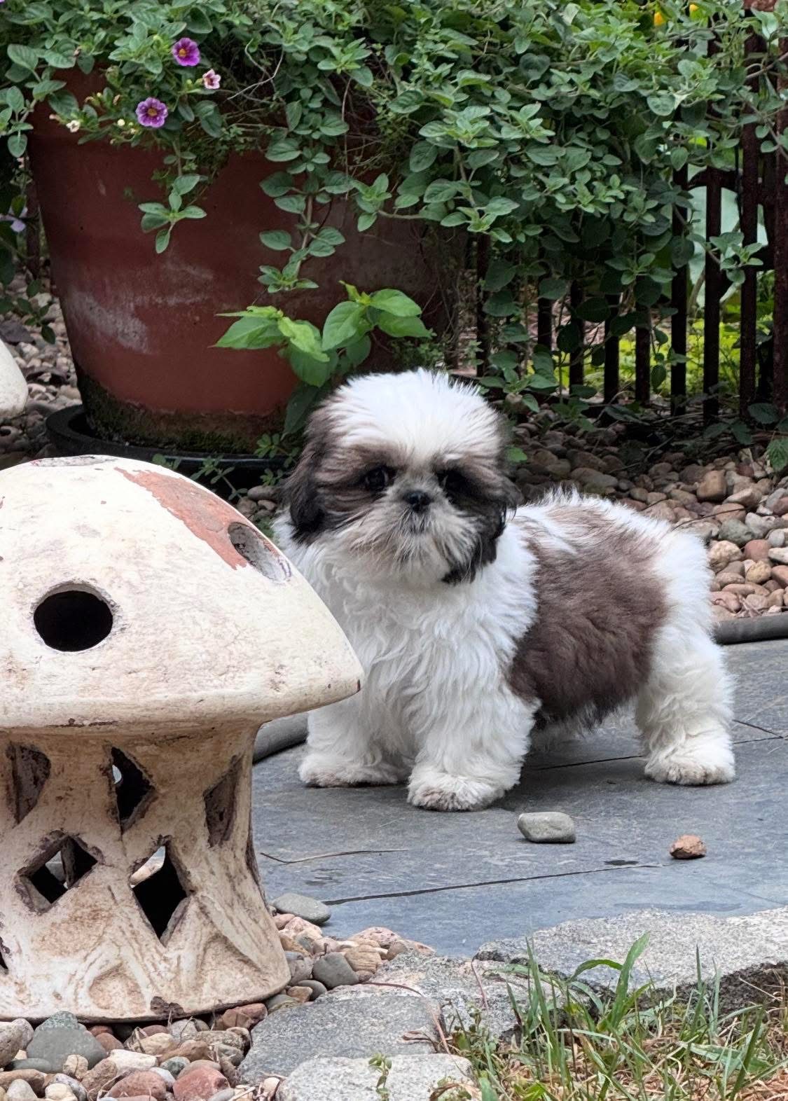 Featured Rescue