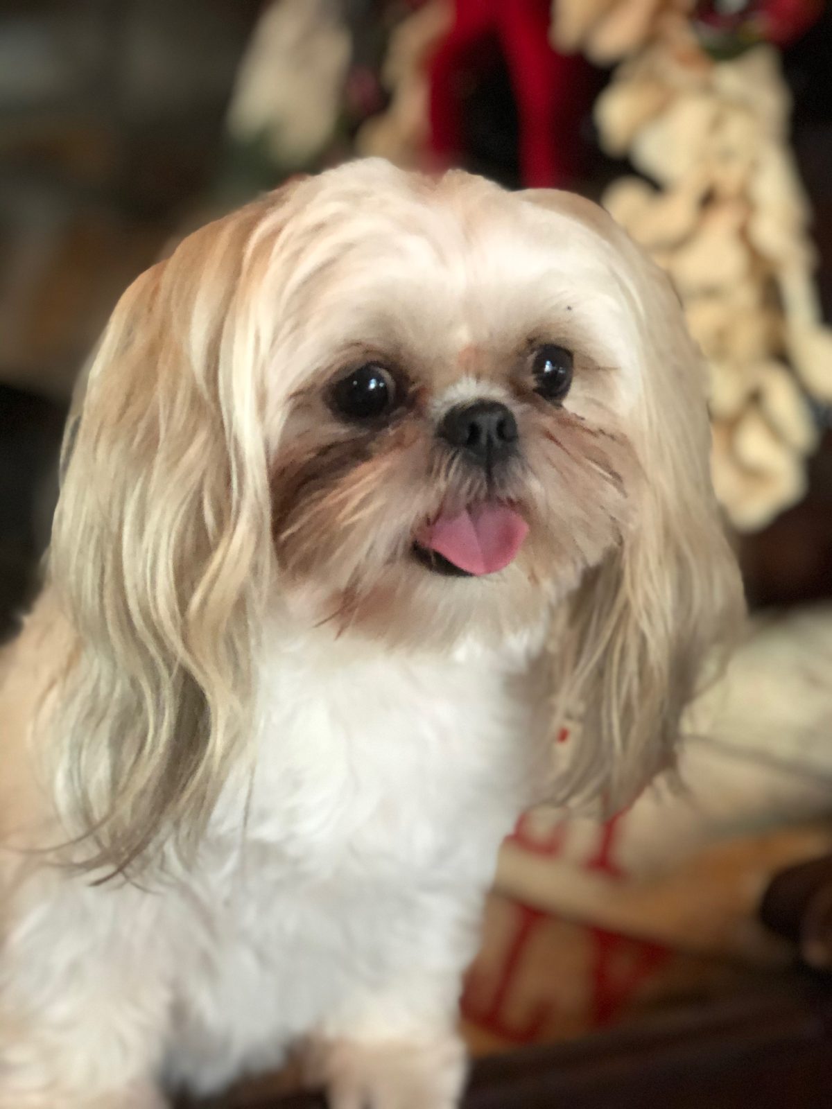 Adoptable rescue dog