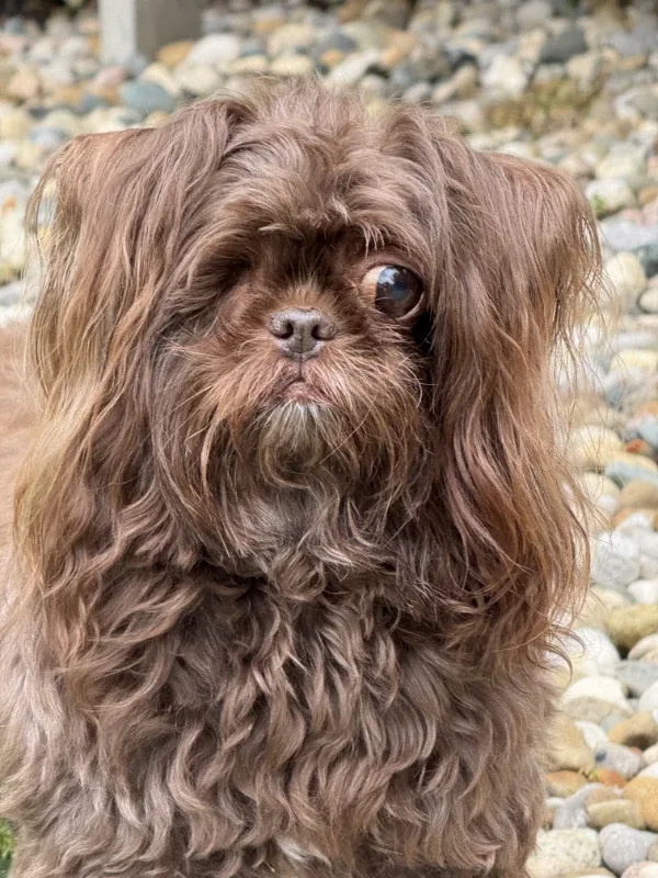 Rescue dog