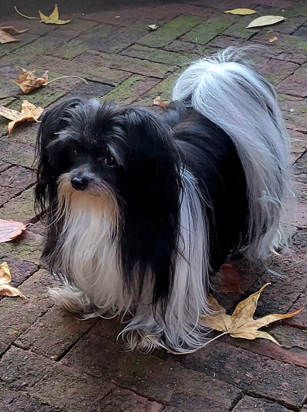 Rescue dog