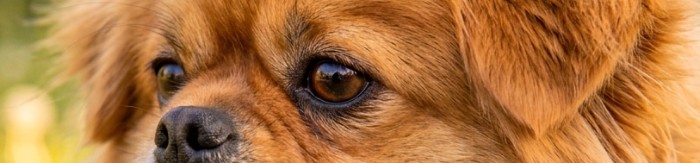 Rescued dog