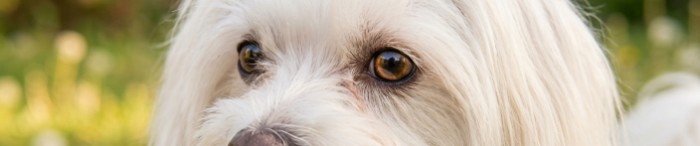 Rescued dog