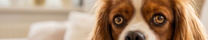 Rescued dog